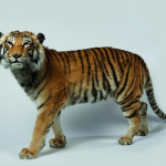 tigre animal