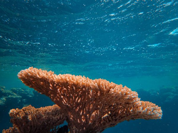 Non Collared Corail Estimation Pierre précieuse Corail | Expertise Gratuite en 48H